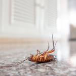 8bevaltmodszeramiveltavoltarthatodacsotanyokatotthonodtol_wp